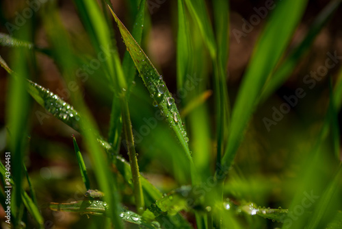 Drops of dew on the green grass. Photographed close-up with a blurred background.