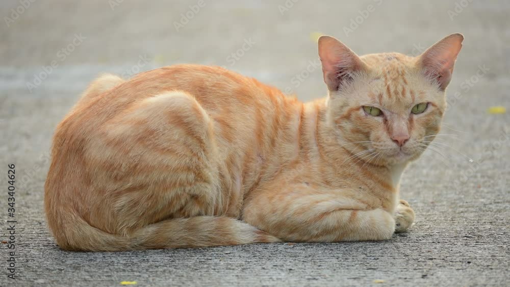 orange tabby kitty cat adorable domestic pet orange tabby kitty cat adorable domestic pet