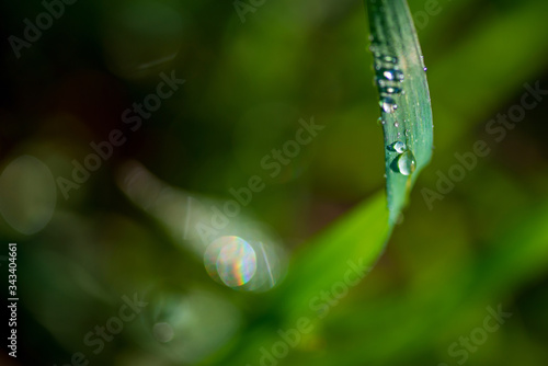 Drops of dew on the green grass. Photographed close-up with a blurred background. © shymar27