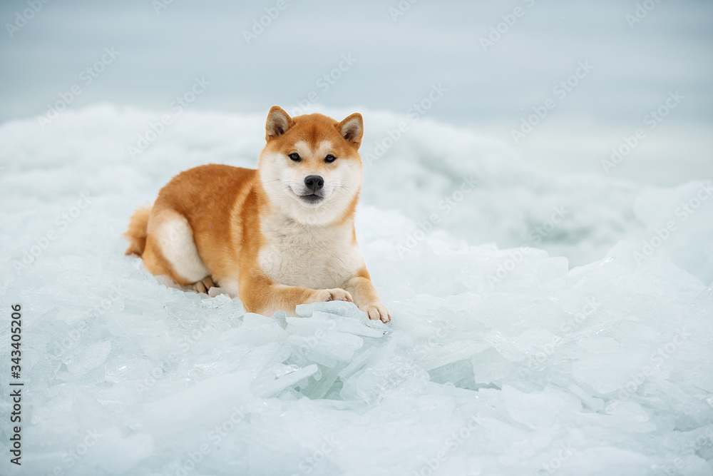 Beautiful portrait of a Shiba dog in the snow. The photo is of good quality.