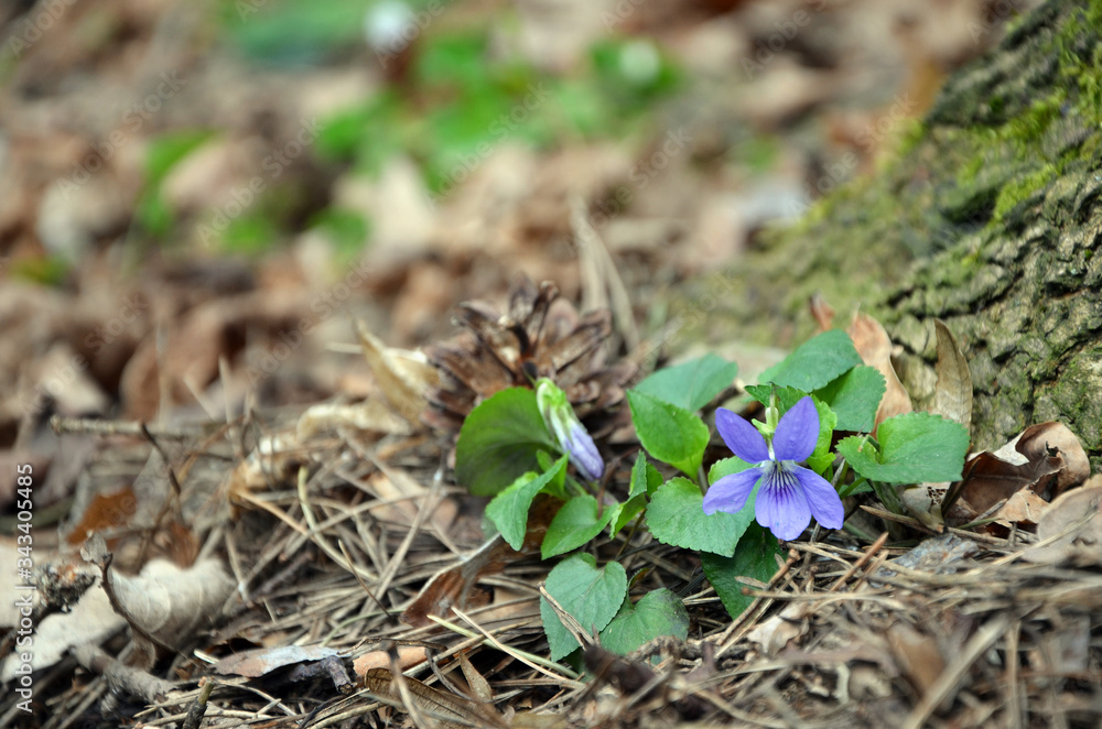 first spring flowers forest violet first spring flowers forest violet