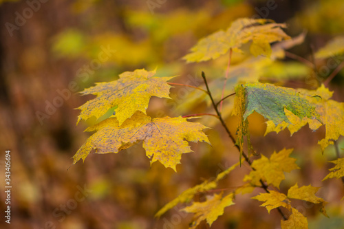 sprig of maple with yellow autumn leaves