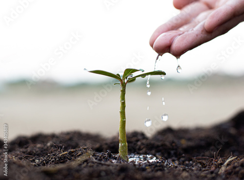 Women are planting trees and watering plants in fertile soil ready to grow into a large tree in the future, Plants help increase oxygen in the air and soil, Save world save life concept.
