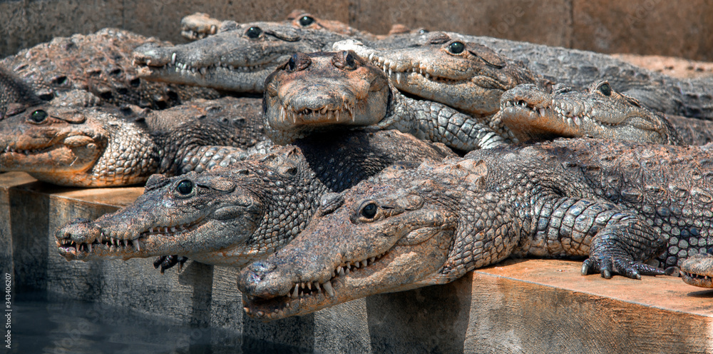 Obraz premium Lagartos en cautiverio