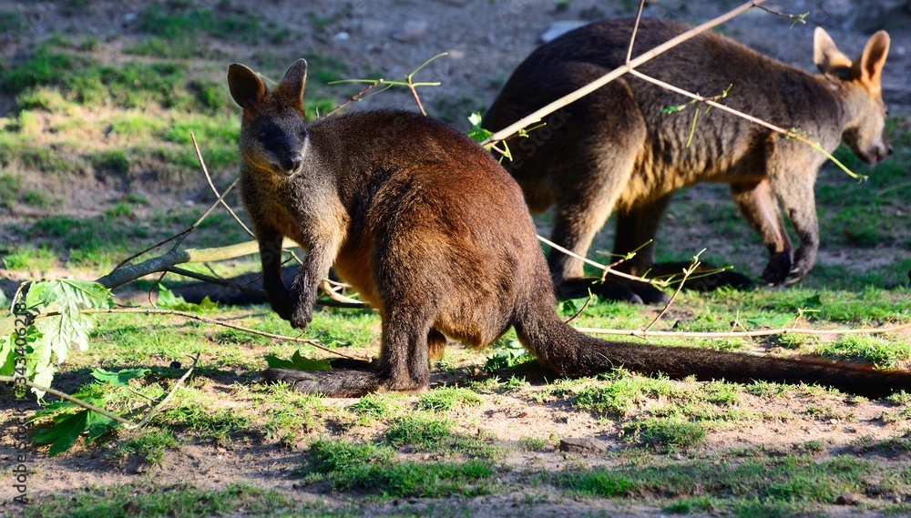 Fototapeta premium Australian Kangaroo. Adult. Zoo