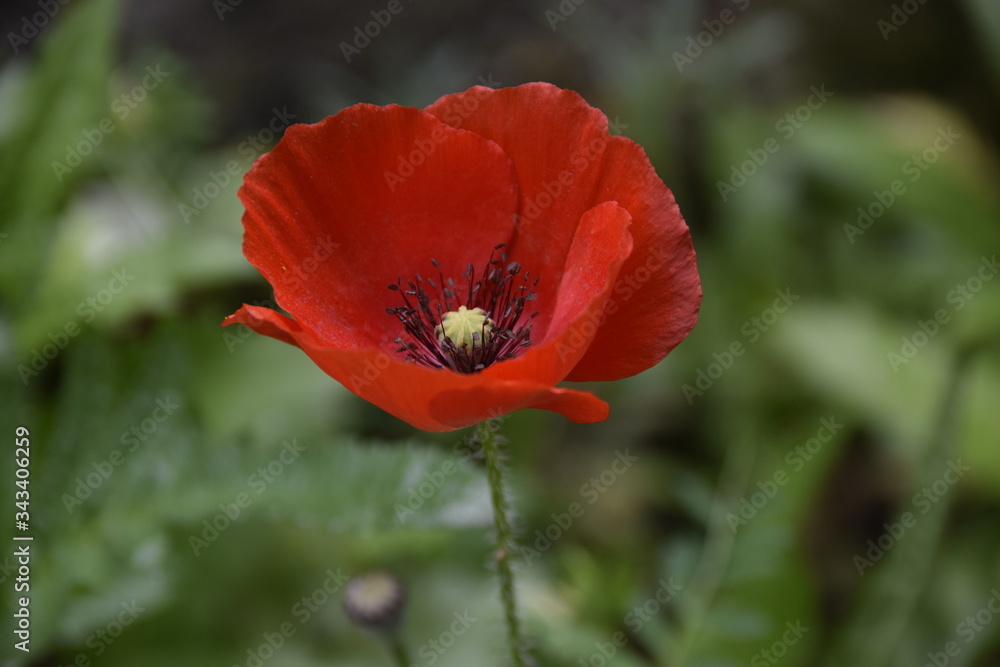 Coquelicot fleur rouge Coquelicot fleur rouge