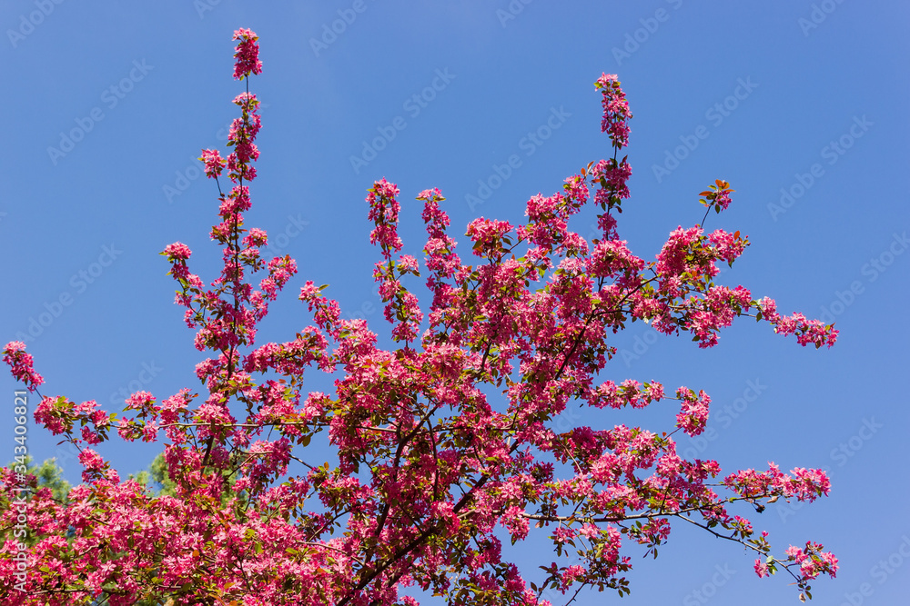 Part of flowering paradise apple tree against the sky Part of flowering paradise apple tree against the sky