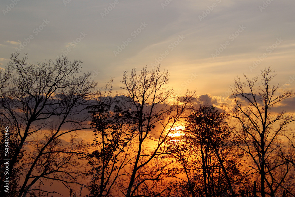 Trees silhouettes against the sunset sky. Nature, travel concept. Beautiful nature background, horizontal view, space for text.
