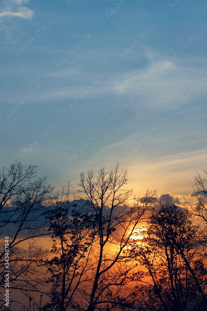 Trees silhouettes against the sunset sky. Nature, travel concept. Beautiful nature background, horizontal view, space for text.