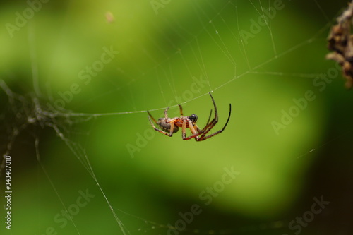 Spider and spider web in nature. Spider on web. macro photo of spider moving on the web. © Metin