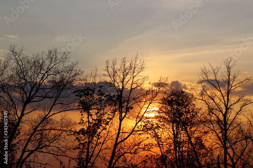 Trees silhouettes against the sunset sky. Nature  travel concept. Beautiful nature background  horizontal view  space for text.