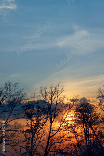 Trees silhouettes against the sunset sky. Nature  travel concept. Beautiful nature background  horizontal view  space for text.