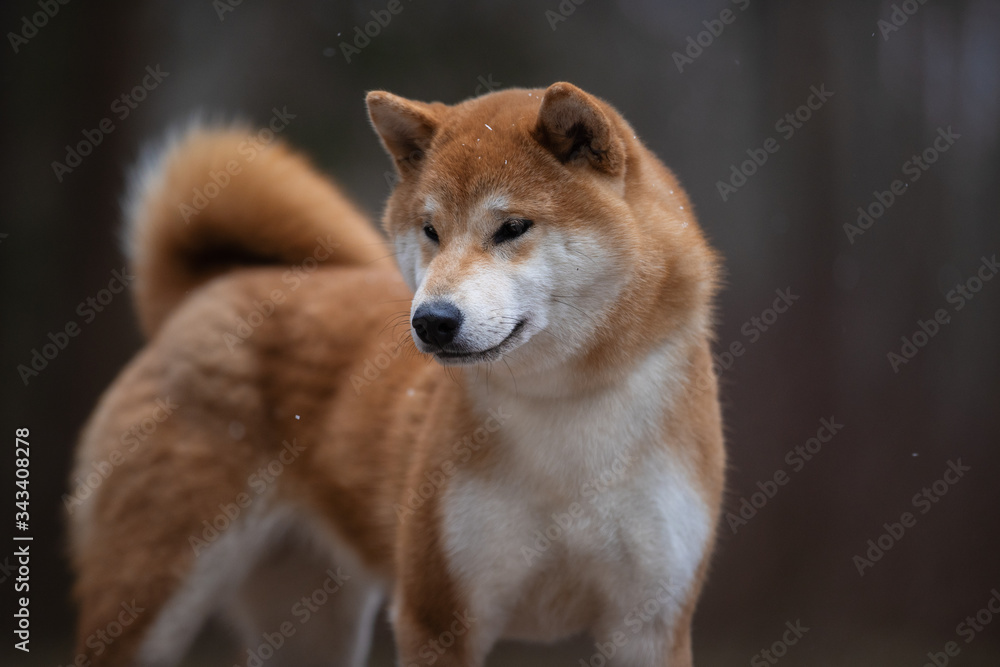 Beautiful portrait of a Shiba dog on the background of a forest. The photo is of good quality.