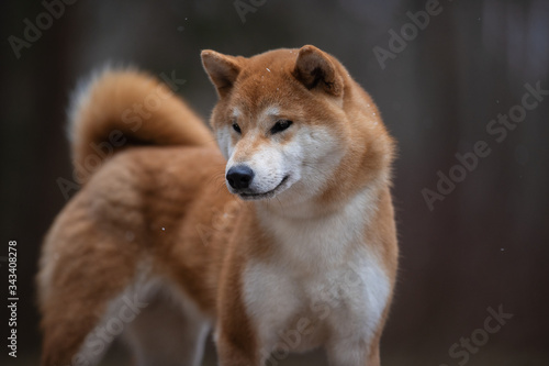 Beautiful portrait of a Shiba dog on the background of a forest. The photo is of good quality. © vivienstock