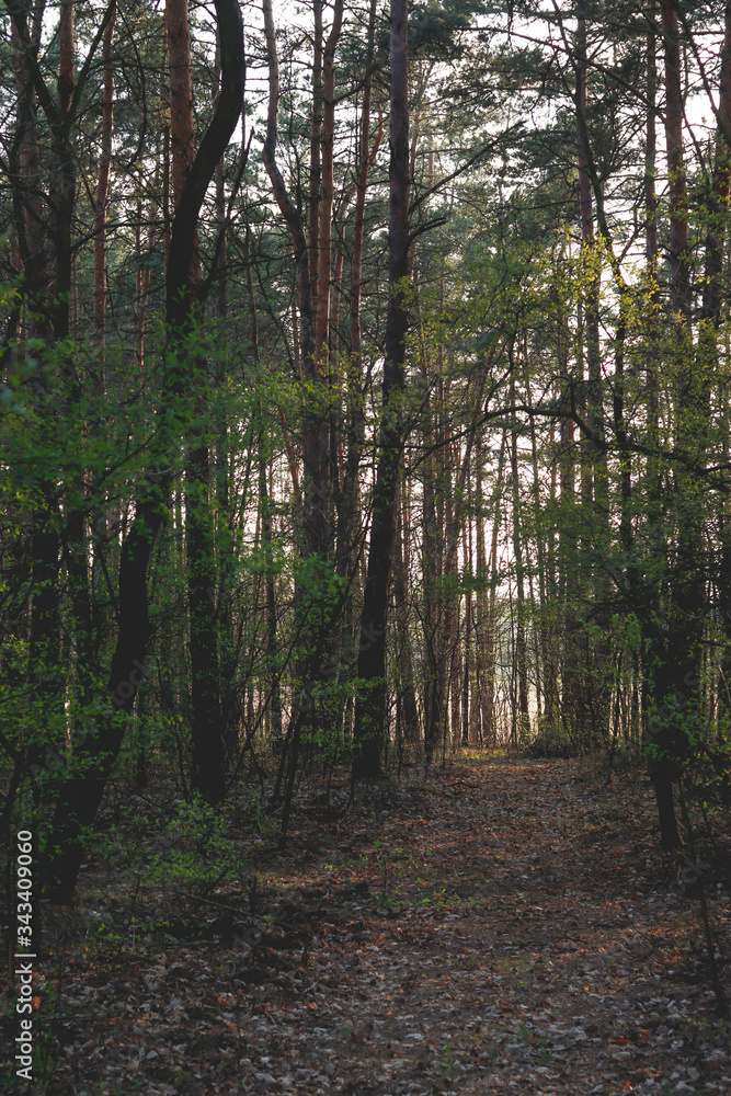 Fototapeta premium forest road in the shadow