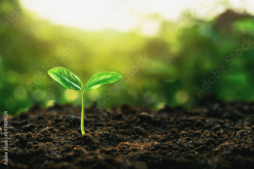 The growth of plants on the soil that has soft sunlight in the morning.