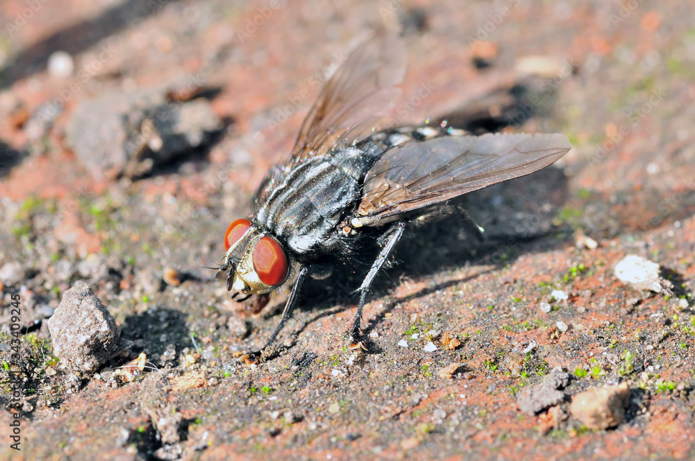 Fototapeta premium Zdjęcie macro owada siedzącego na starej cegle.