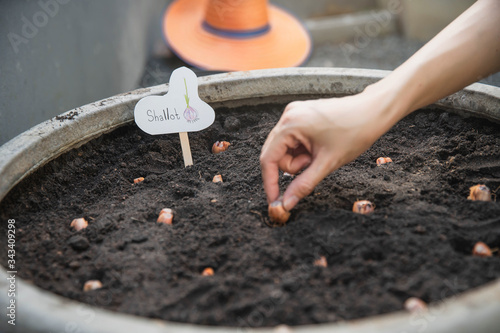 Closeup of a woman's hand planting shallot. woman's farmer hand planting shallot seeds in the garden. Seedling or Bud of Shallot growing from Soil . photo