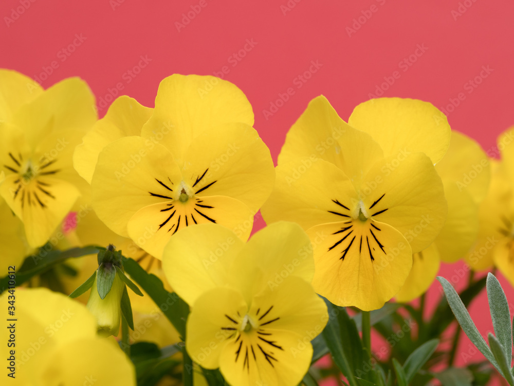 ビオラの花 ビオラの花