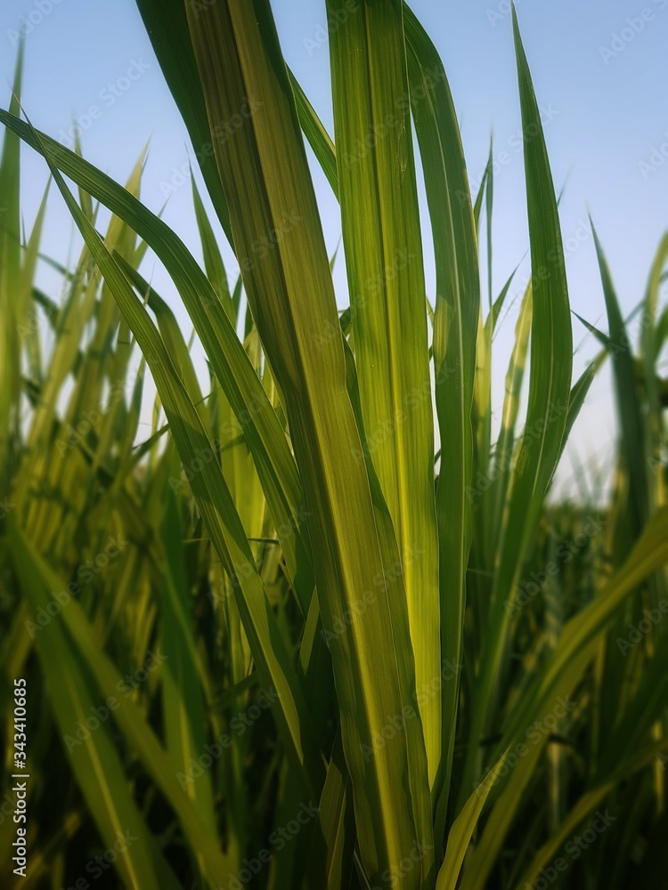 Obraz premium green grass with blue sky