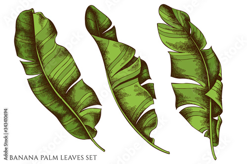 Vector set of hand drawn colored banana palm leaves