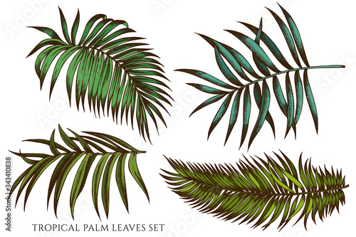 Vector set of hand drawn colored tropical palm leaves
