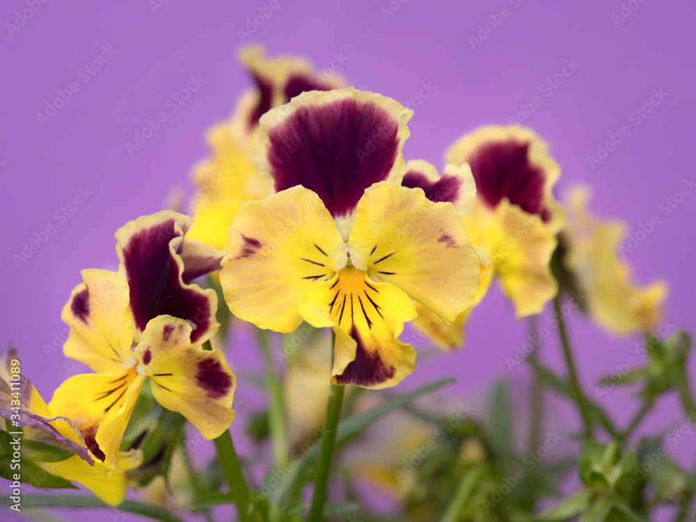 ビオラの花 ビオラの花