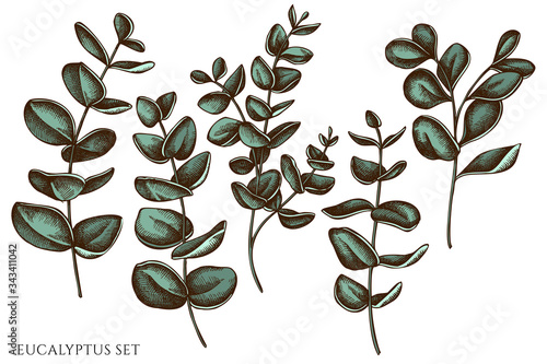 Vector set of hand drawn colored eucalyptus