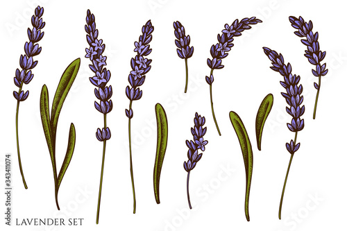 Vector set of hand drawn colored lavender