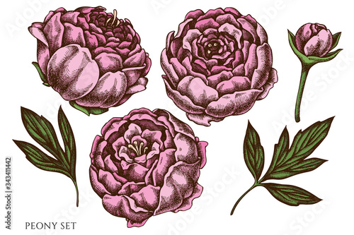 Vector set of hand drawn colored peony