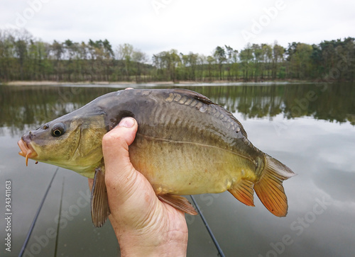 carp is a fish that lives in ponds and rivers. fishing trophy