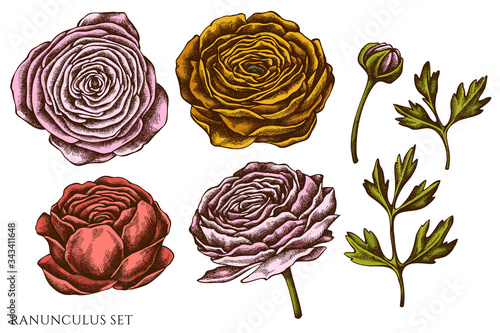 Vector set of hand drawn colored ranunculus