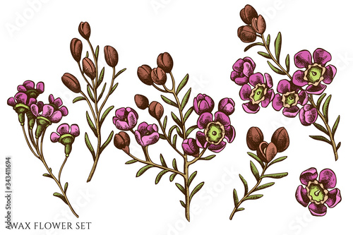 Vector set of hand drawn colored wax flower