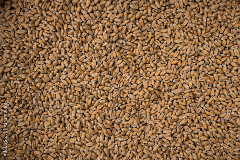 Brewers malt of different sorts packed in big bags Brewers malt of different sorts packed in big bags