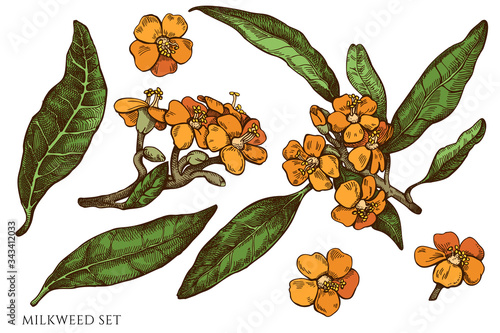 Vector set of hand drawn colored milkweed