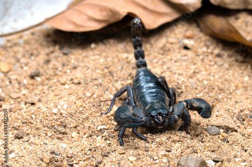 scorpion on the ground