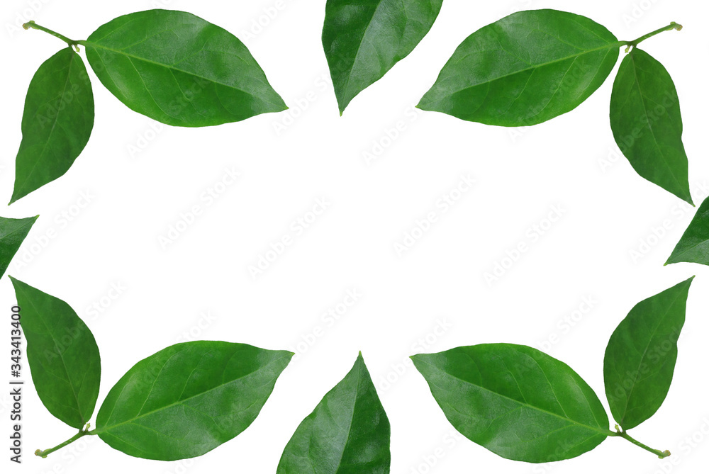 Jasmine leaves on a white background
