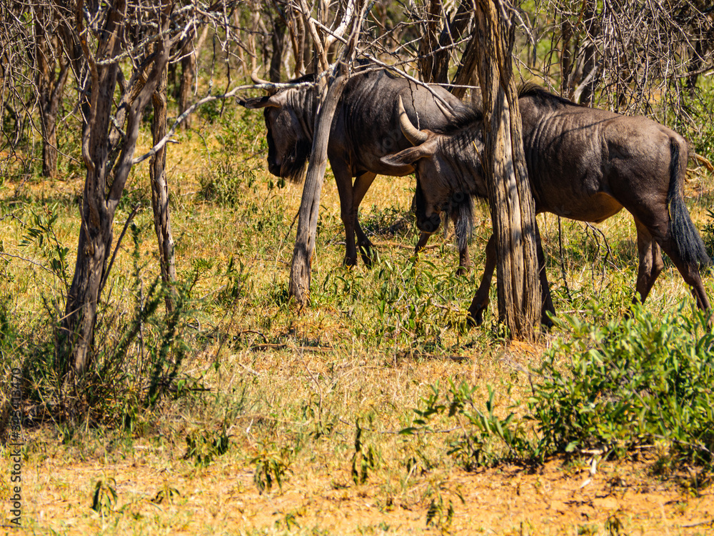 Naklejka premium Gnu pod drzewami