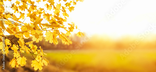 Yellow maple leaves during autumn season with warm sunlight from behind.  Fall park on blurry background. Beautiful nature scene, Canada Day concept.