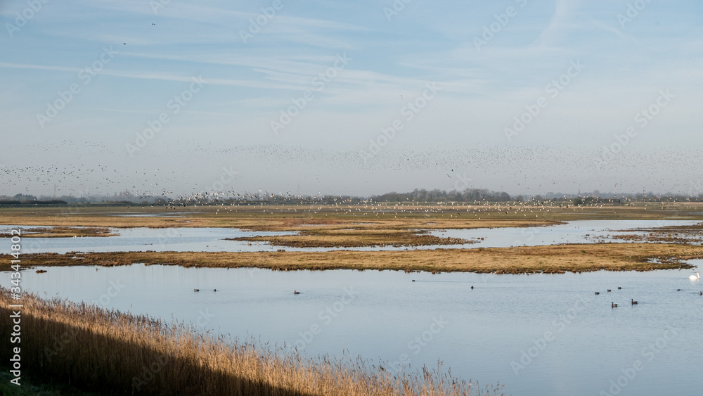 Birds on the marshes and reed beds