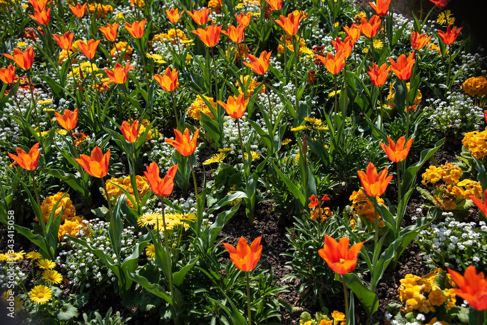tulipes dans le jardin du Luxembourg à Paris