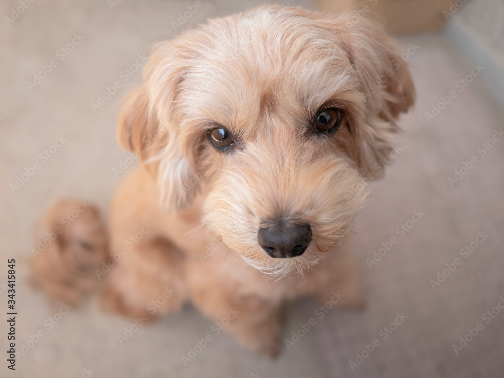 じっと座って見つめるかわいいアプリコットの小型犬【マルプー】 じっと座って見つめるかわいいアプリコットの小型犬【マルプー】