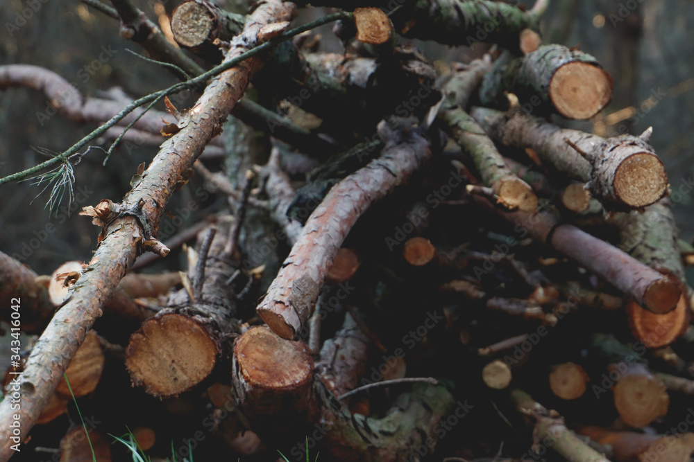 Fototapeta premium A lot wood beams in forest