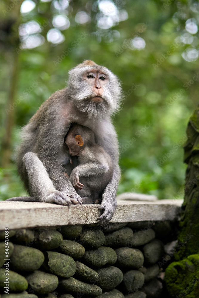 Mom monkey and her baby are sitting in the monkey forest in Bali.
