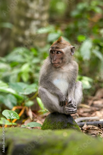 Monkey sitting in a forest of monkeys in Bali © Igor Zheleznyy