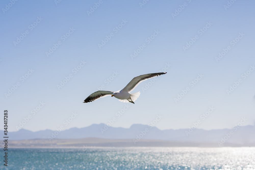 Single seagull flying over sparkling ocean at Santos Bay, Mossel Bay