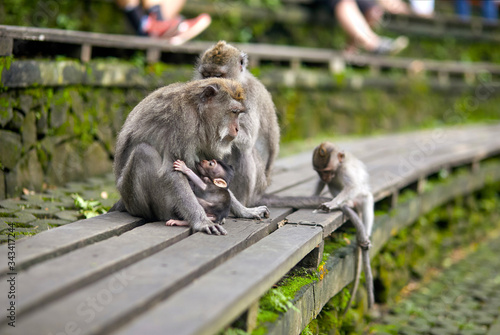 Mom monkey breastfeeding a baby sitting on a bench in a forest of monkeys © Igor Zheleznyy