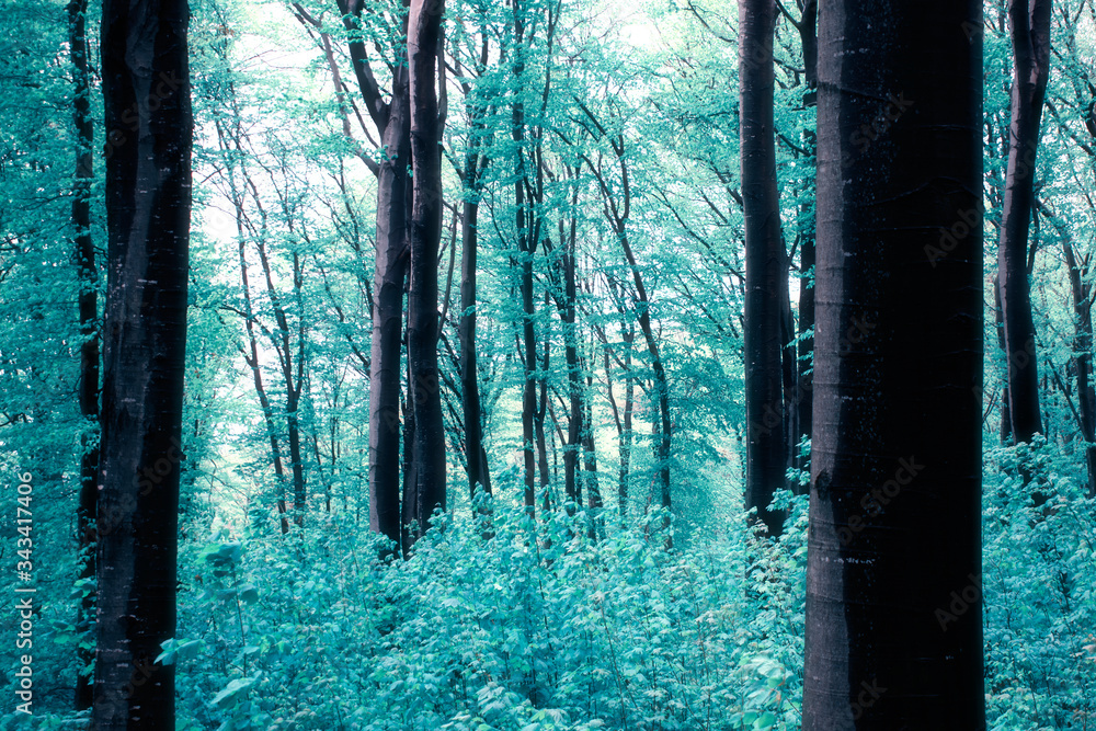 Fototapeta premium forest in infrared light, fantasy landscape