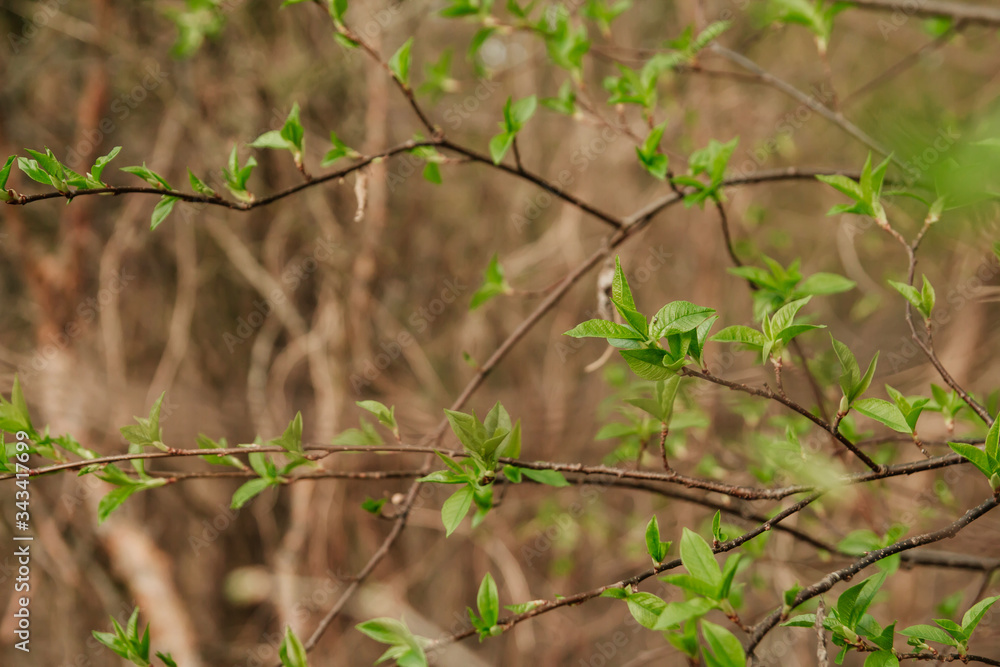 Young spring leaves on the branches. Blooming kidneys.