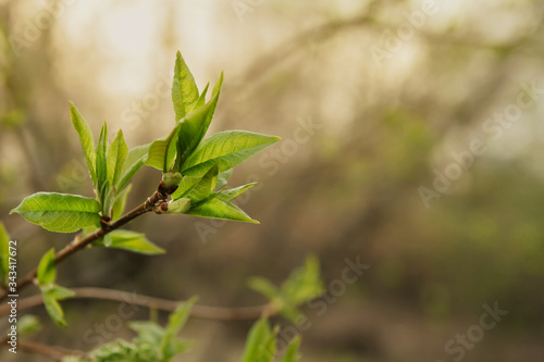 Young spring leaves on the branches copy space. Blooming kidneys.